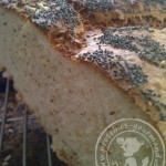 Pain sans pétrissage en cocotte