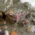 Ze Blanquette de veau “verte”