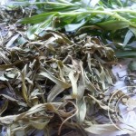 Sécher vos herbes fraiches {Astuce}