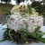Rillettes de sardines sur un lit de roquette – de Saveursetfantaisies