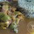 Tendrons de veau korma
