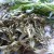 Sécher vos herbes fraiches {Astuce}