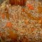 Bolognaise DUKAN