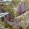 Curry de lapin