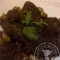 Daube aux olives